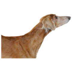 Senior Saluki Sticker