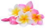 Set Of Beautiful White Pink Plumeria Flowers Sticker