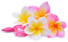 Set Of Beautiful White Pink Plumeria Flowers Sticker