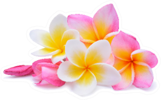 Set Of Beautiful White Pink Plumeria Flowers Sticker