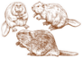 Set Of Beavers Hand Drawn Sticker