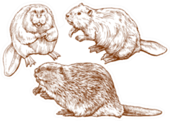 Set Of Beavers Hand Drawn Sticker