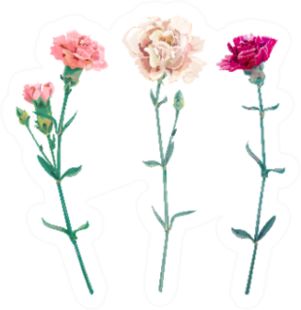 Set Of Carnation Chabaud, White, Pink, Red Flowers Sticker