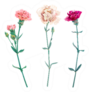 Set Of Carnation Chabaud, White, Pink, Red Flowers Sticker