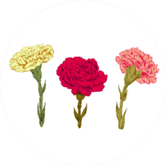 Set Of Carnation: Red, Pink, Yellow Flowers Sticker