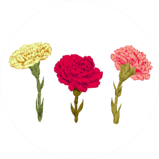 Set Of Carnation: Red, Pink, Yellow Flowers Sticker