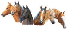 Set Of Colorful Portraits Of Horses Breeds Sticker