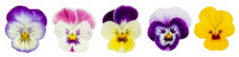 Set Of Five Pansies Isolated On WhiteSticker