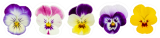 Set Of Five Pansies Isolated On WhiteSticker