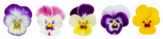 Set Of Five Pansies Isolated On WhiteSticker