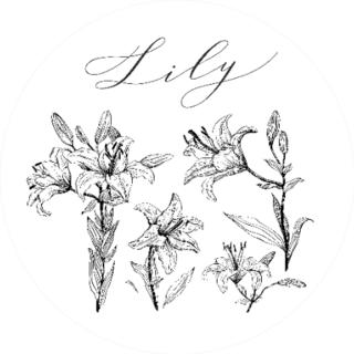 Set Of Hand-drawn Flowers Lily Sticker
