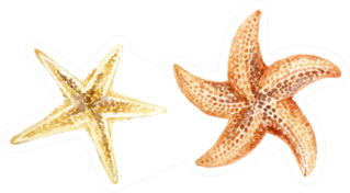 Set Of Hand Painted Watercolor Starfishes Sticker