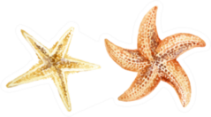 Set Of Hand Painted Watercolor Starfishes Sticker