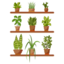 Set Of House Plant Sticker
