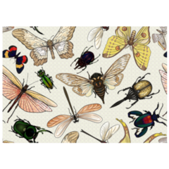 Set Of Insects: Beetles, Butterflies, Moths Sticker