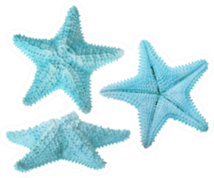 Set Of Light Blue Starfishes Isolated Sticker