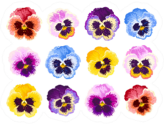 Set Of Pansy Flowers Vibrant Colors Sticker