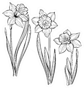 Set Of Spring Flowers Daffodils Isolated On White Sticker
