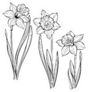 Set Of Spring Flowers Daffodils Isolated On White Sticker