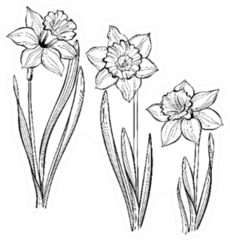 Set Of Spring Flowers Daffodils Isolated On White Sticker