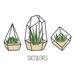 Set of Succulents in Terrariums Indoor Plants Sticker