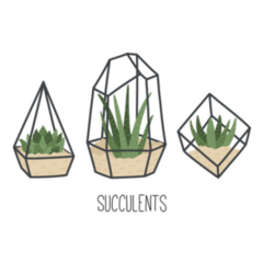 Set of Succulents in Terrariums Indoor Plants Sticker