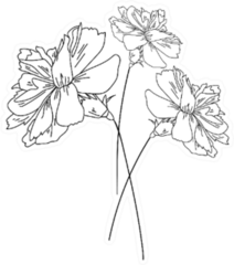 Set Of Three Carnation Flowers, Plant Botanical Art Sticker