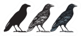 Set Of Three Hand-drawn Black Birds Isolated Crow Sticker