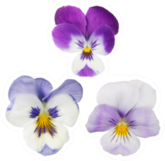 Set Of Three Pansy Blooms Sticker