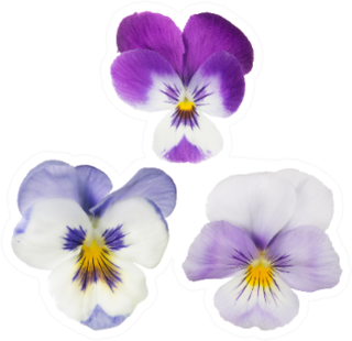 Set Of Three Pansy Blooms Sticker