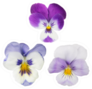 Set Of Three Pansy Blooms Sticker