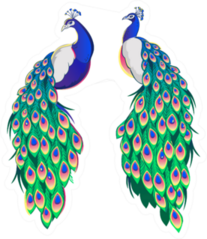 Set Of Two Peacocks Isolated Facing Each Other Sticker