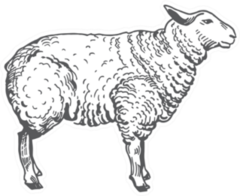 Sheep Abstract Domestic Animal Sketch Sticker