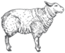 Sheep Abstract Domestic Animal Sketch Sticker