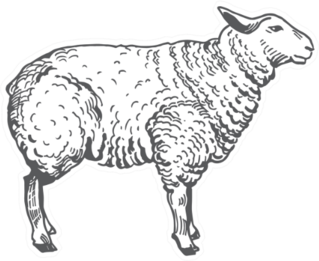 Sheep Abstract Domestic Animal Sketch Sticker