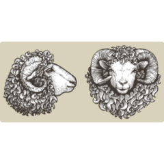 Sheep And Ram Head Sticker