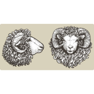 Sheep And Ram Head Sticker