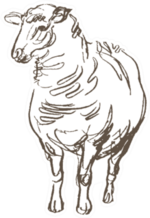 Sheep Hand Drawn Sketch Brown Sticker