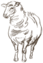Sheep Hand Drawn Sketch Brown Sticker