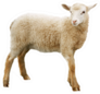 Sheep Isolated On White Background Sticker