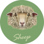 Sheep Portrait On Green Background Sticker