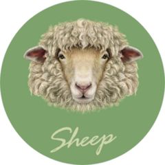 Sheep Portrait On Green Background Sticker