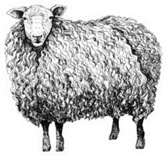 Sheep Sketch Style Sticker