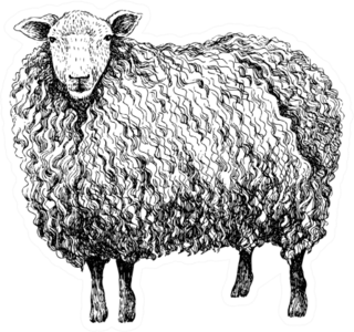 Sheep Sketch Style Sticker