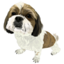 Shi Tzu Sticker