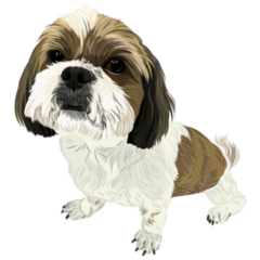Shi Tzu Sticker