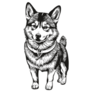 Shiba Inu Hand Drawn Sticker