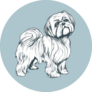 Shih Tzu Blue Circle Sticker