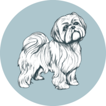 Shih Tzu Blue Circle Sticker