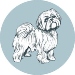Shih Tzu Blue Circle Sticker